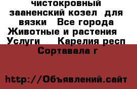 чистокровный зааненский козел  для вязки - Все города Животные и растения » Услуги   . Карелия респ.,Сортавала г.